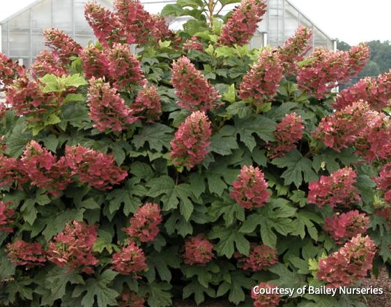 Best Shrubs and Bushes:
Ruby Slippers Hydrangea