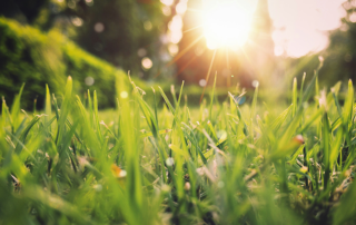 How Does Your Lawn Look During this Drought?