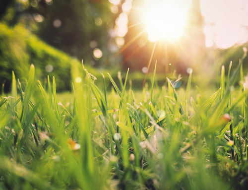 How Does Your Lawn Look During this Drought?