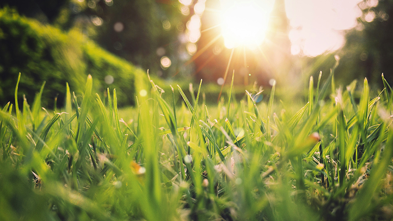 How Does Your Lawn Look During this Drought?