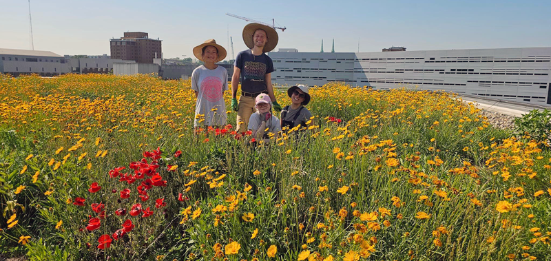 Water Conservation in Your Landscaping - Native Plants